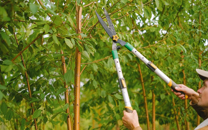 Tree trimming in Tarzana, CA